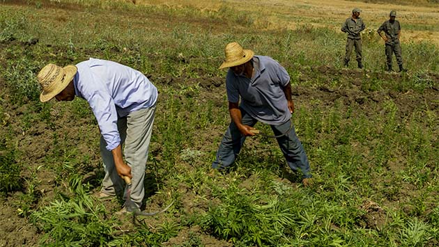 Marruecos se plantea la legalización del cannabis