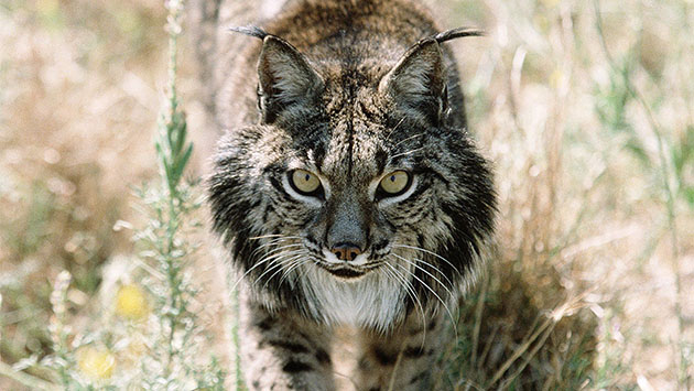 El lince ibérico se recupera